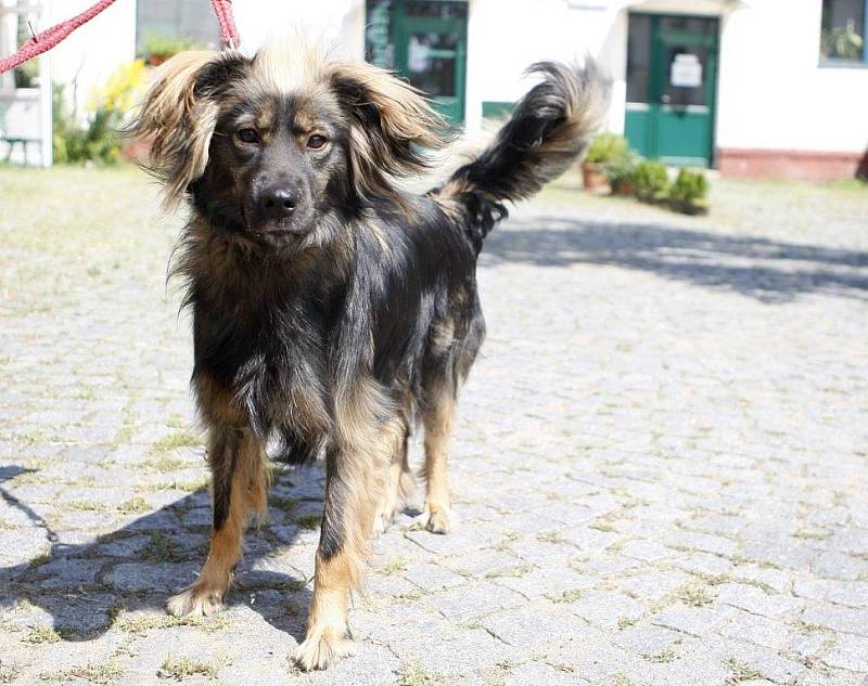 Happy. Dvouletá fenka se do útulku vrátila 15. července z rodiny, která nezvládla její přílišný temperament. Je očkovaná, potřebuje ale výcvik a hodně pohybu. 