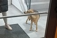 Na Višňovce se v neděli podařilo odchytit středně velkého hnědého psa, který strážníkům, nástrahám, naháněčům, slibům i pastem unikal. Až do včerejšího dne.