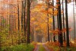 Věra Vaňková - Podzim v lese