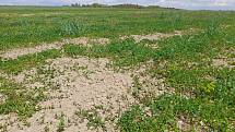 Pole v Pardubickém kraji trápí sucho. Na první pohled jsou vidět suché a holé ostrůvky v poli a na jeteli je znát, že nemá dost vody, protože se kroutí.