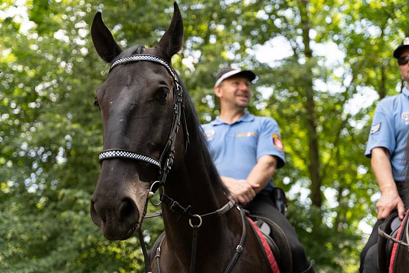 Součástí Městské policie Pardubice je i jízdní oddíl. Koně jdou do akce třeba při velkých sportovních utkáních, kdy se nezaleknou rozdivočelých fanoušků ani petard.