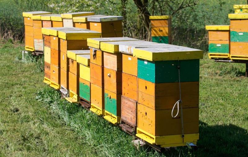 Evžen Báchor už v deseti letech věděl, že chce být včelařem. A jeho sen se mu splnil. Dnes má přes sto včelstev, o které se spolu s manželkou stará. Med potom vyrábí pod značkou Evžen a Iva Báchorovi.