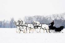 Pětispřeží starokladrubských běloušů vedené Jiřím Nesvačilem v zasněžené krajině kočárových koní v Kladrubech nad Labem.