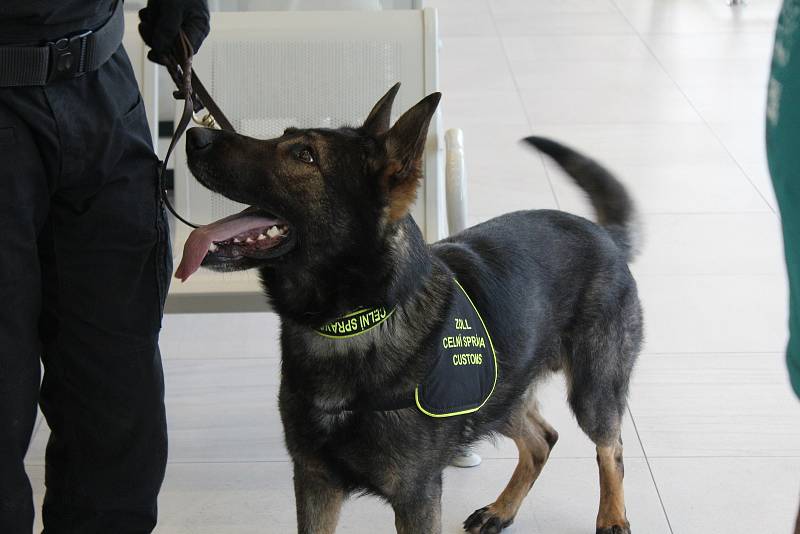 Psovod Celní správy se psem kontrolovali, zda cestujíci na letišti v Pardubicích nepřeváží nenahlášenou hotovost a cennosti nad limit daný novou regulí EU.