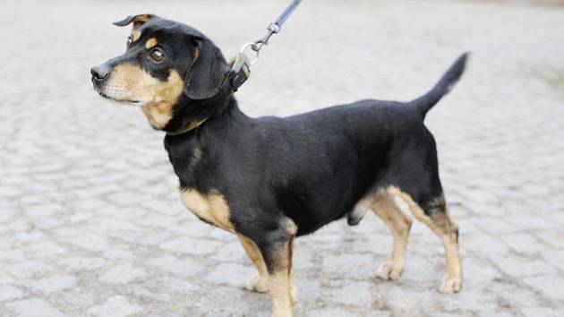Nový chrudimský útulek přivítá dary pro psy - Chrudimský deník