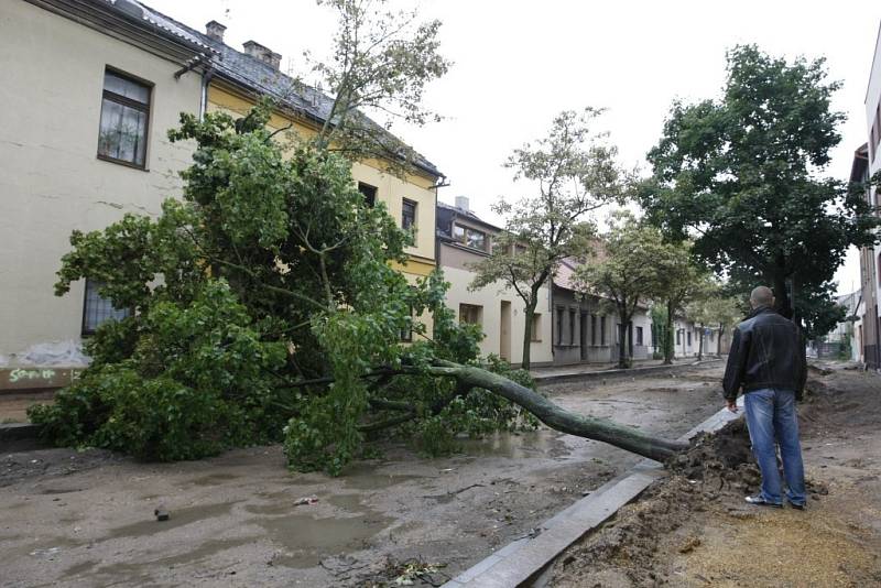 Vzrostlý strom šel k zemi sám od sebe. Nikoho nezranil, ale lidé v ulici mají strach. Pád hrozí dalším stromům.