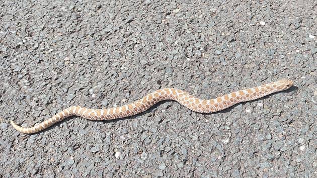 Na zastávce v Pardubicích se plazil jedovatý had.