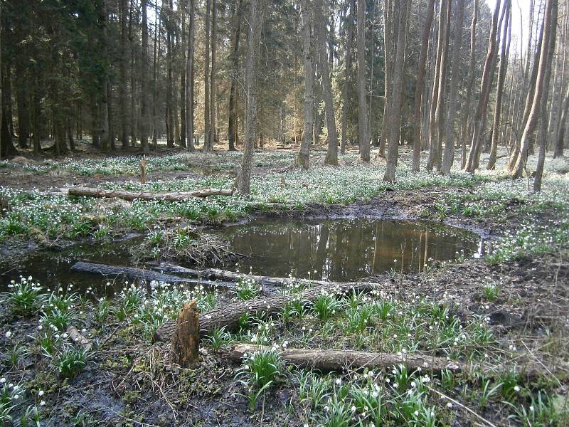 Revitalizace Zádolského potoku pomohla krajině