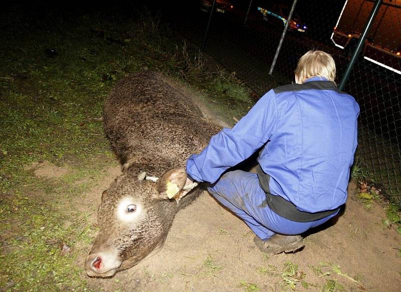 Uprchlému teleti se podařilo z Chrudimi doputovat až do Pardubic, až tady se jej podařilo "ulovit" poblíž Nemošic.