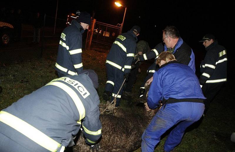 Uprchlému teleti se podařilo z Chrudimi doputovat až do Pardubic, až tady se jej podařilo "ulovit" poblíž Nemošic.