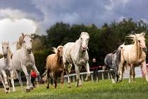 O víkendu se na pardubickém dostihovém závodišti uskuteční jubilejní 25. ročník výstavy Koně v akci. Během dvou dnů se návštěvníkům představí více než dvě stovky koní od velšských pony až po chladnokrevné „obry“.