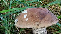 Češi jsou velcí houbaři.