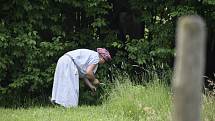 V Keltském skanzenu v Nasavrkách se v sobotu stříhaly ovce pérovým nůžkami.