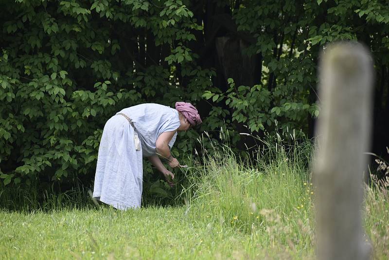 V Keltském skanzenu v Nasavrkách se v sobotu stříhaly ovce pérovým nůžkami.