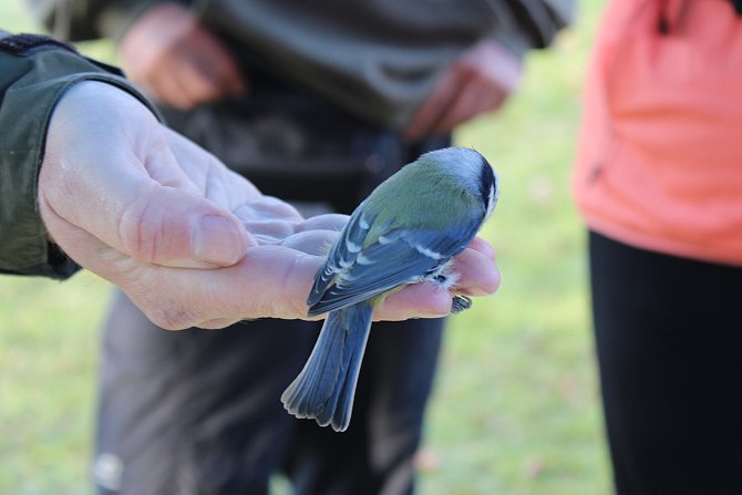Sváteční 28. říjen patřil u Bohdanečského rybníka ptactvu. Právě Loučení s ptáky je tradiční akce pořádaná v národní přírodní rezervaci na Polákově poloostrově.