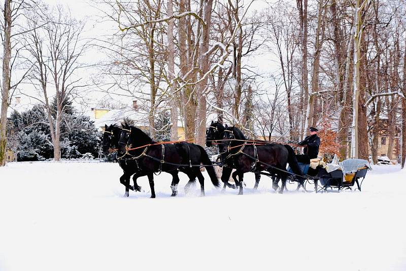 Starokladrubští vraníci ve slatiňanském parku. O vraníky se Národní hřebčín Kladruby na Labem stará v někdejších stájích knížecího rodu Auerspergů ve Slatiňanech u Chrudimi.