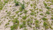 Pole v Pardubickém kraji trápí sucho. Na první pohled jsou vidět suché a holé ostrůvky v poli a na jeteli je znát, že nemá dost vody, protože se kroutí.