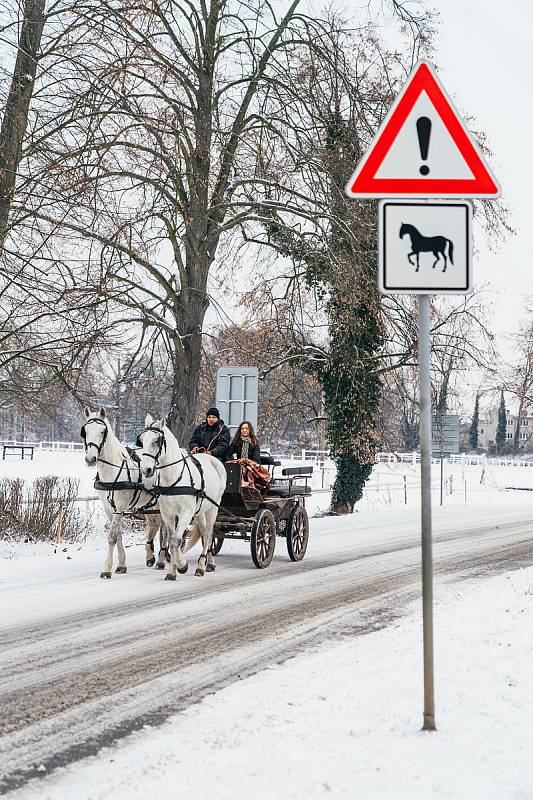 Kladruby nad Labem jsou známé především díky hřebčínu, na starokladrubské bělouše se jezdí dívat tisíce turistů ročně.