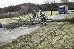 Spadlý strom na Svitavsku.