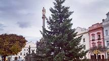 Pardubické náměstí už také zdobí vánoční strom.