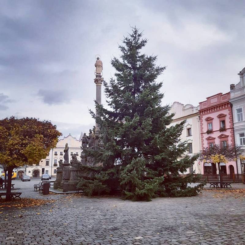 Pardubické náměstí už také zdobí vánoční strom.