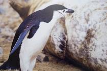 Výstava k Cestovatelskému festivalu na Karlovině. Velkoformátová fotografie Václava Pavla: Tučňák uzdičkový a tuleň Weddellův jsou v Antarktidě blízcí sousedé. 