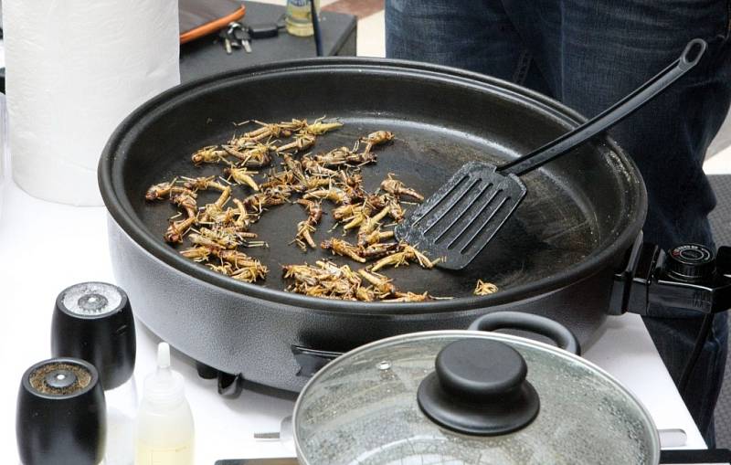 Druhý ročník Apetit festivalu v Pardubicích. Je libo hmyzí lahůdky?