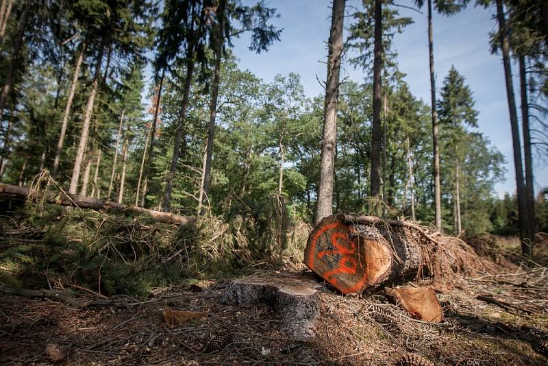 Sucho a kůrovec. Tato dvojice nyní ohrožuje české lesy. Oslabené dřeviny jsou náchylnější vůči cizopasným houbám i škůdcům. V okolí Čeperky na Pardubicku lesníci Lesů ČR ukázali, jak pomáhají lesu s tímto broukem bojovat.