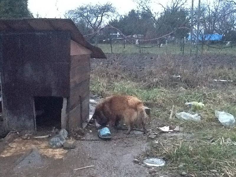 Ubytovna ve Starých Ždánicích je vyklizená. Zůstali jen psi, odpadky a vybydlený objekt.