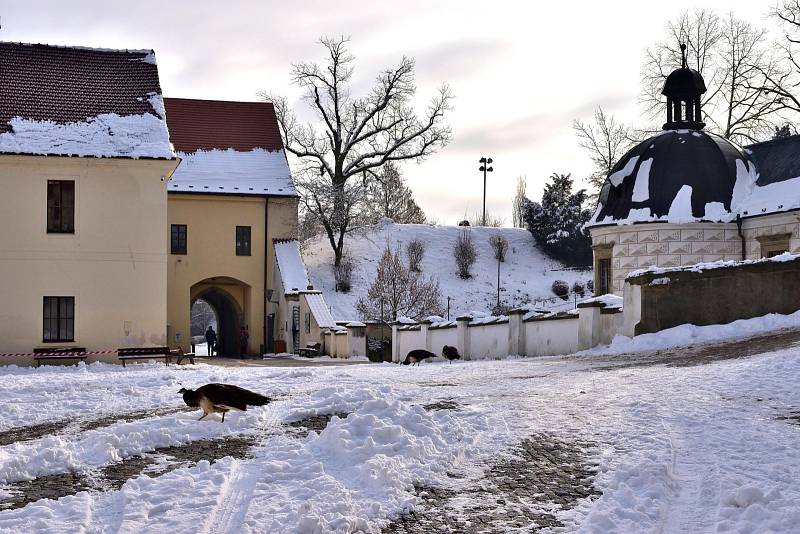 Pardubice pod sněhem.