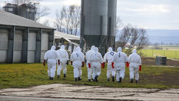 V Česku je druhé ohnisko ptačí chřipky. Nemoc se objevila v komerčním chovu Moras Moravany ve Slepoticích na Pardubicku.