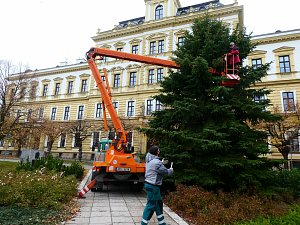 Masarykovo náměstí v Přelouči již zdobí mohutný vánoční strom