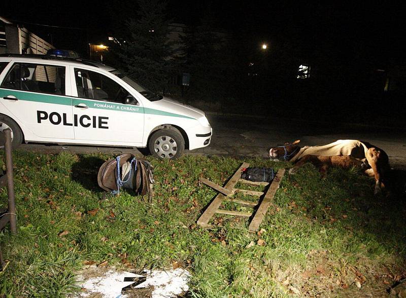 Na křižovatce pod Kunětickou horou se stala 15. listopadu večer nešťastná nehoda. Jednadvacetiletý řidič s vozidlem Volkswagen Golf jel po hlavní komunikaci směrem na Němčice, když se před ním zjevil splašený kůň. Následný střet se stal zvířeti osudným.