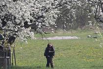 Třešně pod Kunětickou horou svůj rozkvět letos zvládly načasovat úplně ukázkově.