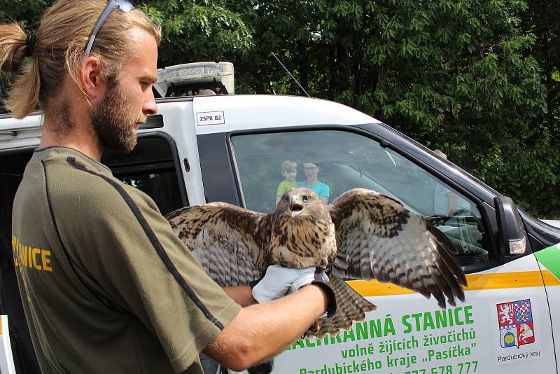 Navracení vyléčených dravců a sov ze záchranné stanice Pasíčka