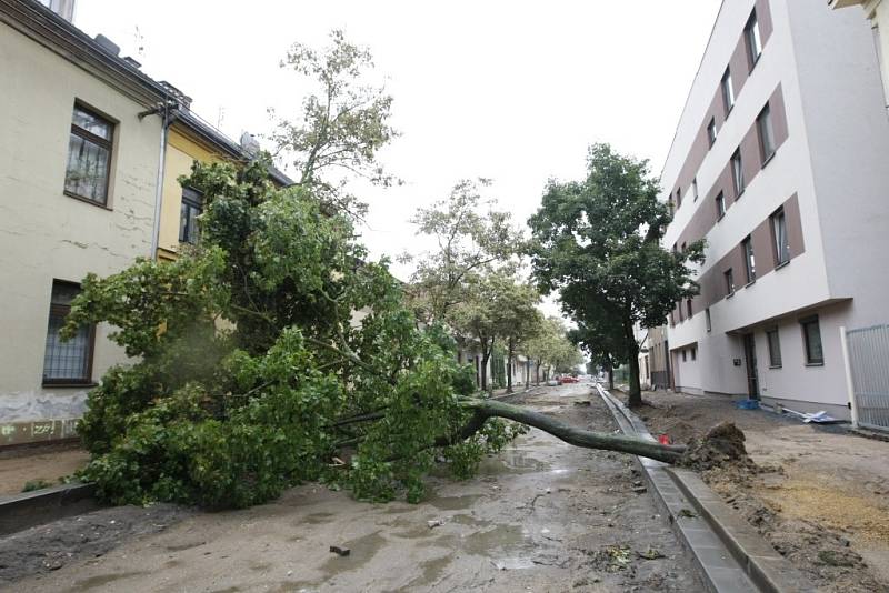 Pád stromu v rekonstruované ulici V Ráji právem vzbuzuje dotazy ke způsobu rekonstrukce ulice. Stromy kvůli obrubníkům přišly o část kořenů. 