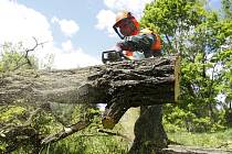 V Tyršových sadech se kácelo. Nebezpečné stromy pokáceli strážníci jako součást výcviku s motorovou pilou.