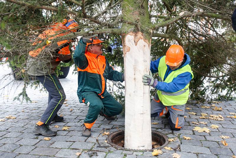 Do Pardubic doputoval letošní vánoční stromeček. Tentokrát dorazil z Dašic