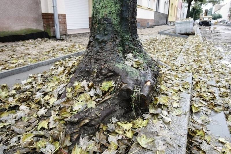 Další poškozené kořeny stromů v ulici V Ráji. Místní obyvatelé se bojí, že tyto stromy mohou kdykoliv bez varování spadnout. 