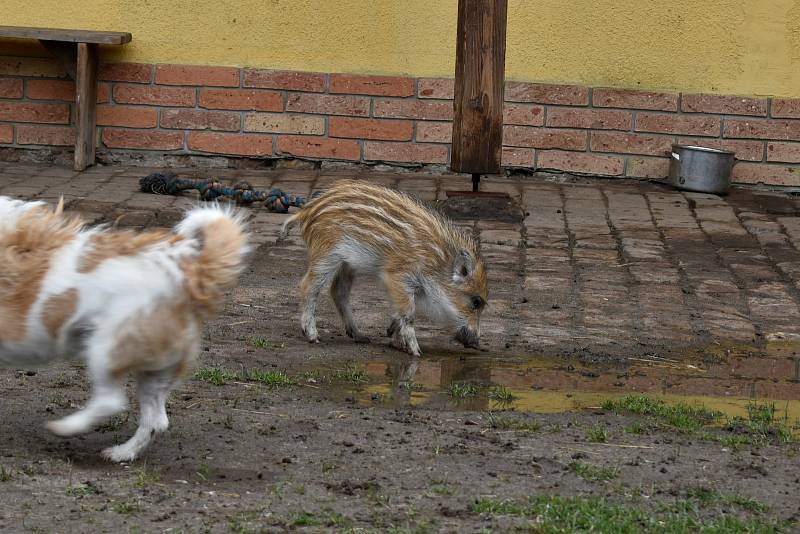 Lidé z nadačního fondu Pardubice sobě provozují u Sezemic farmu, kde se starají o zachráněná zvířata.