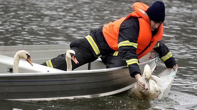 S návratem do přírody pomohli labutím kromě veterinárních záchranářů také pardubičtí hasiči