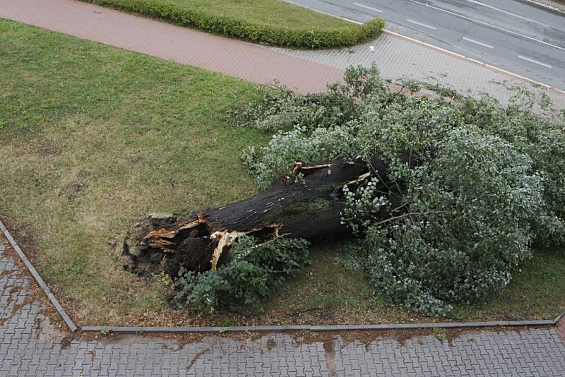 Před krajským střediskem pardubické záchranné služby šla k zemi letitá lípa.