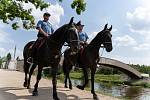 Součástí Městské policie Pardubice je i jízdní oddíl. Koně jdou do akce třeba při velkých sportovních utkáních, kdy se nezaleknou rozdivočelých fanoušků ani petard.