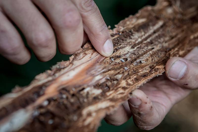 Ještě 14 dní a z larev kůrovce by se vylíhl brouk a rozlétl by se do lesa na další stromy. Lapák proto lesníci co nejdříve z lesa odstraní.