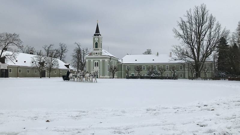 Šest starokladrubských běloušů táhlo historické sáně z přelomu 19. a 20. století.