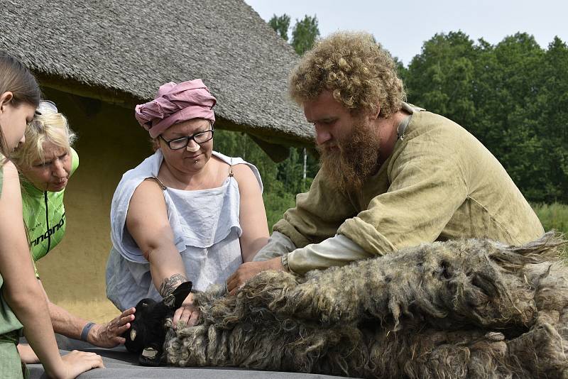 V Keltském skanzenu v Nasavrkách se v sobotu stříhaly ovce pérovým nůžkami.