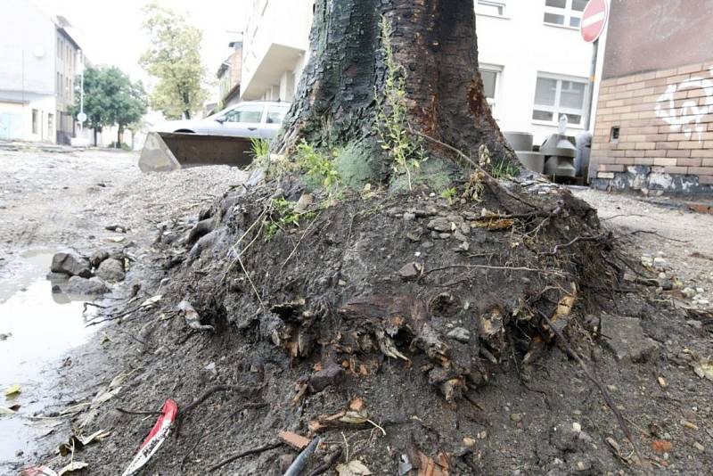 Detailní pohled na ořezané kořeny stromu z předchozího snímku. 