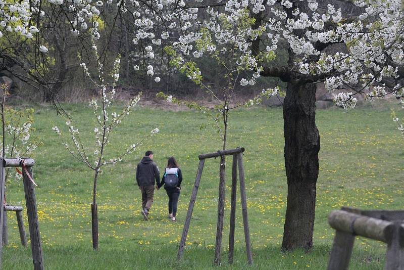 Třešně pod Kunětickou horou svůj rozkvět letos zvládly načasovat úplně ukázkově.