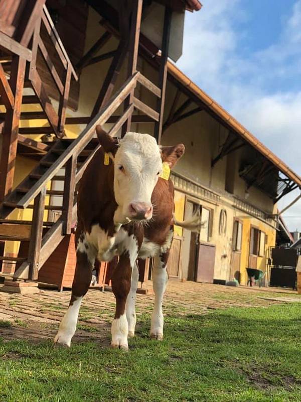 Lidé z nadačního fondu Pardubice sobě provozují u Sezemic farmu, kde se starají o zachráněná zvířata. Foto: farma U Veselýho Psa