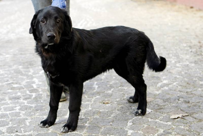 Rok starý kříženec labradora přišel do útulku 6. února. Zpočátku je nedůvěřivý, ale jinak je to velký mazel.